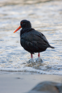 Variable oyster catcher seraching for food at Pohatu marine reserve